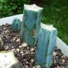 Myrtillocactus _geometrizans_ cuttings rooting _a2